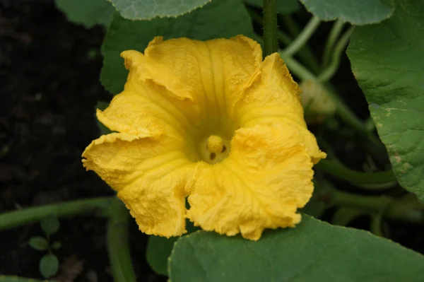Λουλούδι του πεπονιού λαχανικών — Φωτογραφία Αρχείου