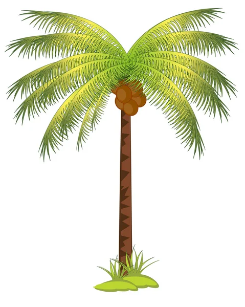 Palme mit Kokos — Stockvektor