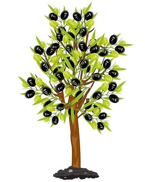 Árbol de ilustración vectorial con dibujo de olivo frutal — Vector de stock