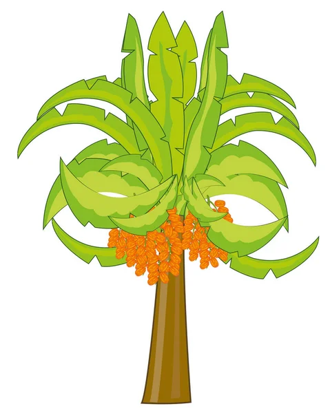 Векторная иллюстрация пальмы с фруктовыми пальмами — стоковый вектор
