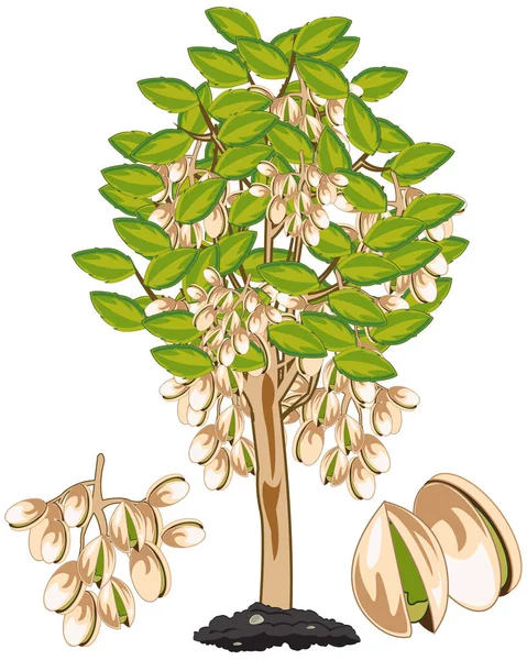 Vector illustration fruit ripe pistachio on tree — Stock Vector