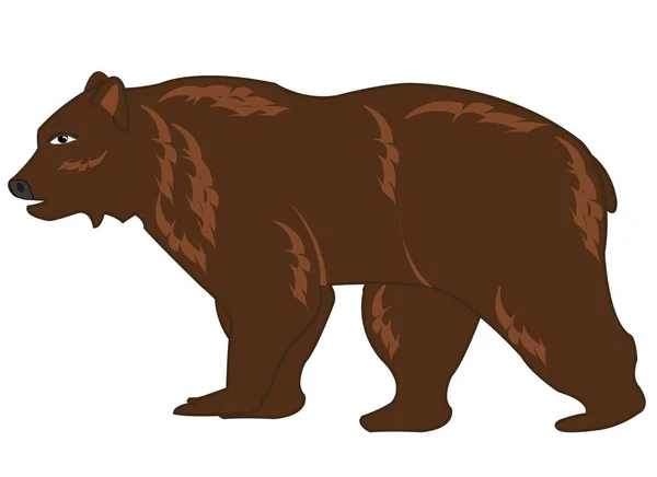 Vector illustration of the wildlife brown bear — Stock Vector