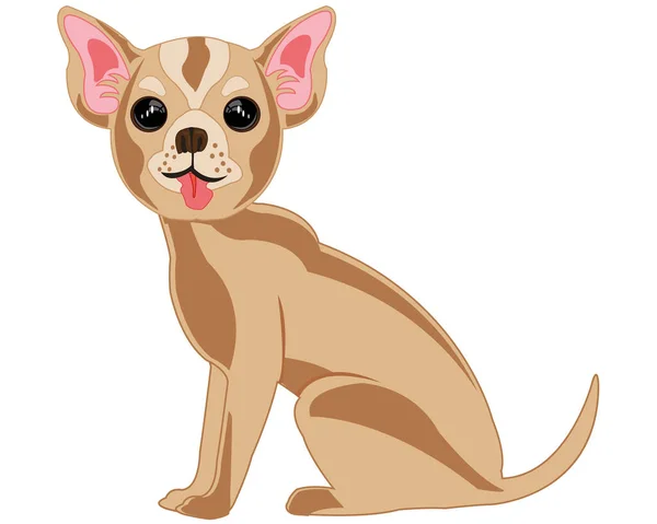 Perro decorativo chihuahua sobre fondo blanco está aislado — Archivo Imágenes Vectoriales