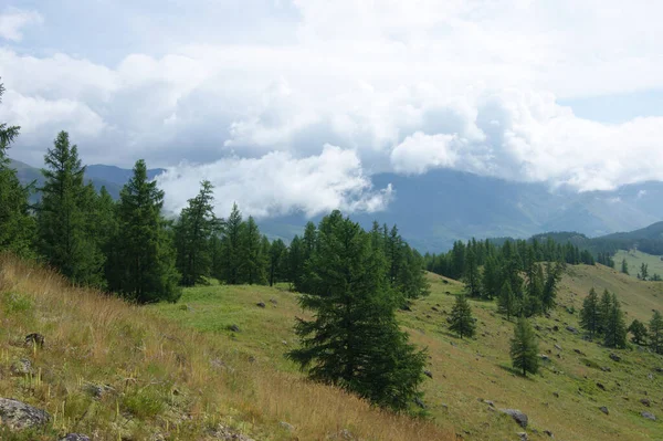 Όμορφο τοπίο της φύσης βουνό Altai καλοκαίρι — Φωτογραφία Αρχείου