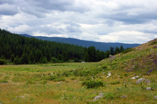 Paesaggio delle montagne coperte di legno durante il giorno — Foto Stock