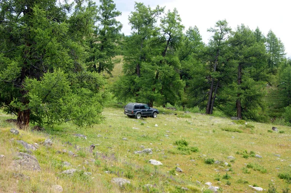 Podróżujący samochodem na polana obok drewna rok dzienny — Zdjęcie stockowe