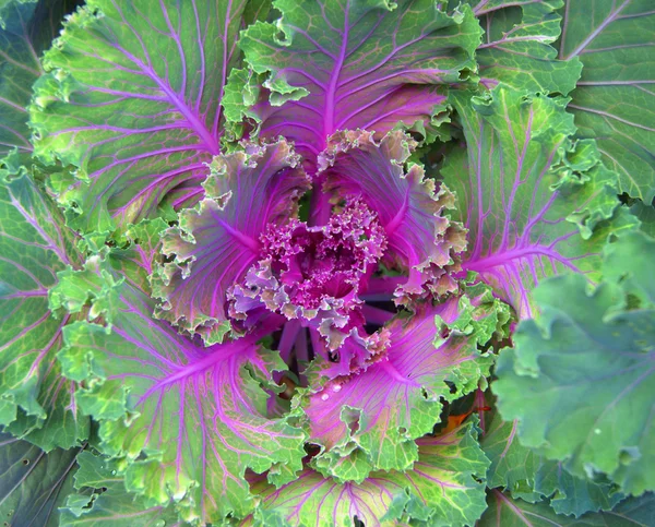 Cabbage decorative — Stock Photo, Image