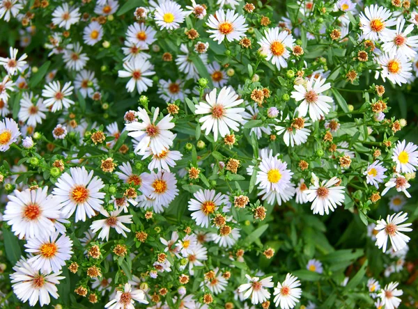 Roues à marguerites blanches — Photo