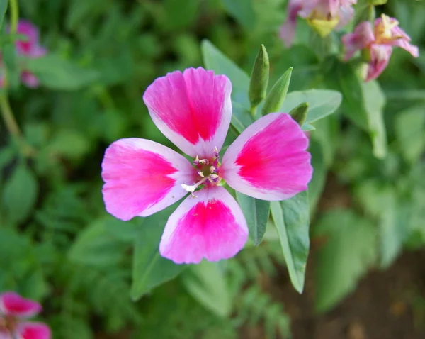 Beautiful flower — Stock Photo, Image