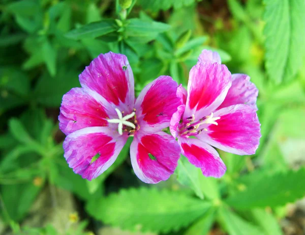 Red flower — Stock Photo, Image