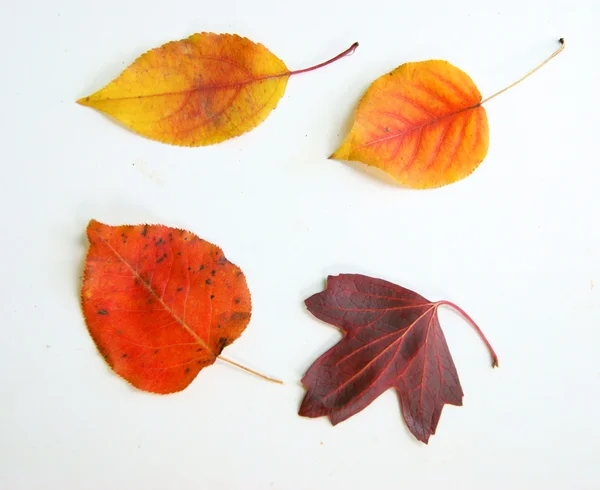 Liści jesienią na biały — Zdjęcie stockowe