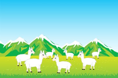 Sürüden koyun alandaki