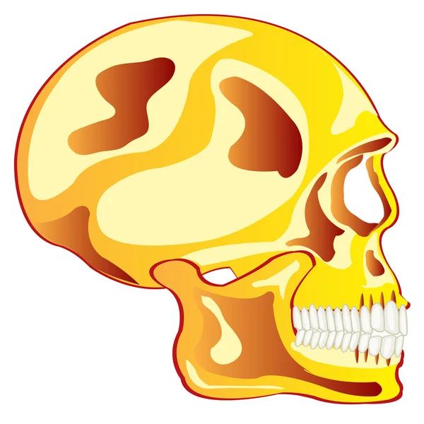 Skull from gild in profile — Stock Vector