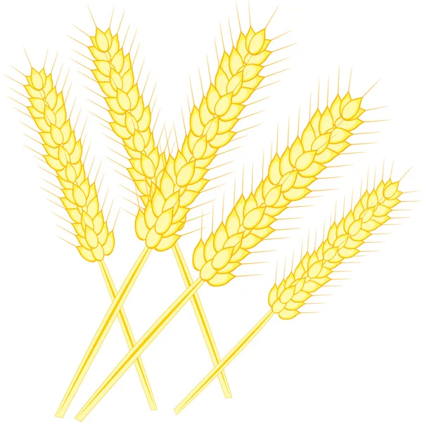 Вухо пшениці — стоковий вектор