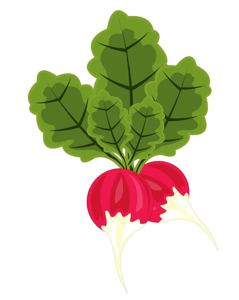 Vegetable radish — Stock Vector