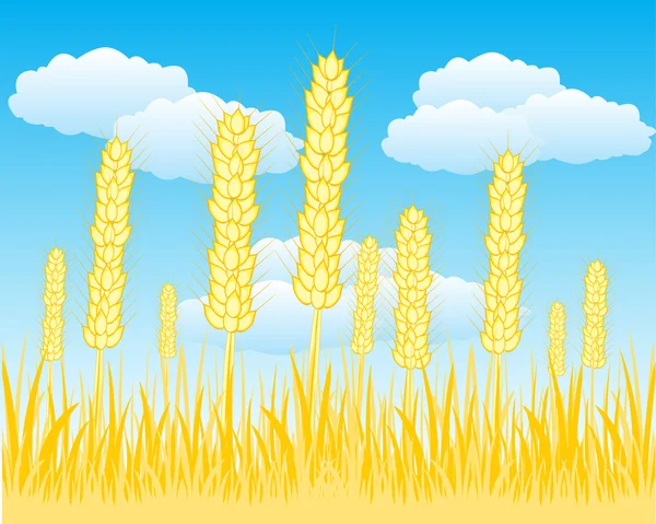 熟した小麦の畑 — ストックベクタ