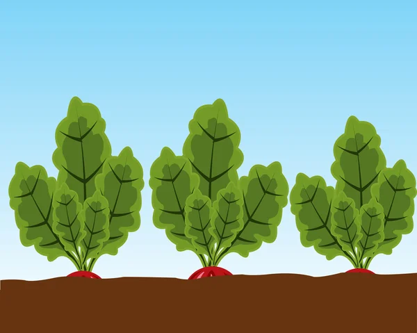 Rábano vegetal en el suelo — Vector de stock