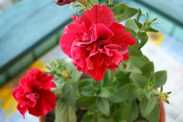 赤い花ペチュニア — ストック写真
