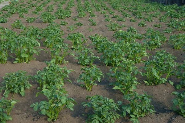 Potatoes on area — Stock Photo, Image