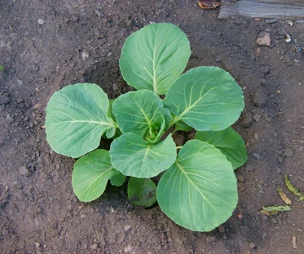 Agricoltura su orto — Foto Stock