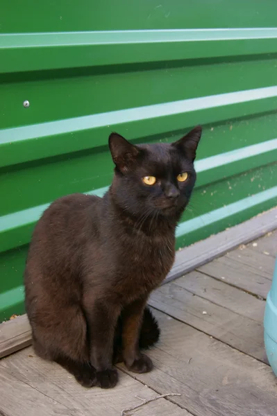 Gato del color negro — Foto de Stock