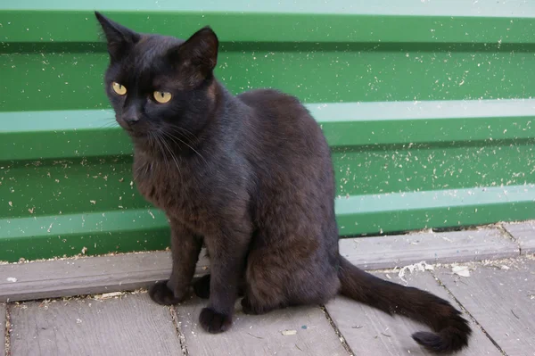 Black cat  sits on street — Stock Photo, Image