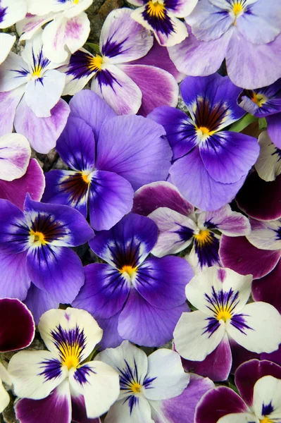 Frumos floare pansy — Fotografie, imagine de stoc