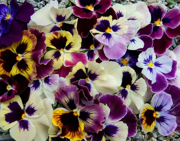 Blomma pansy — Stockfoto