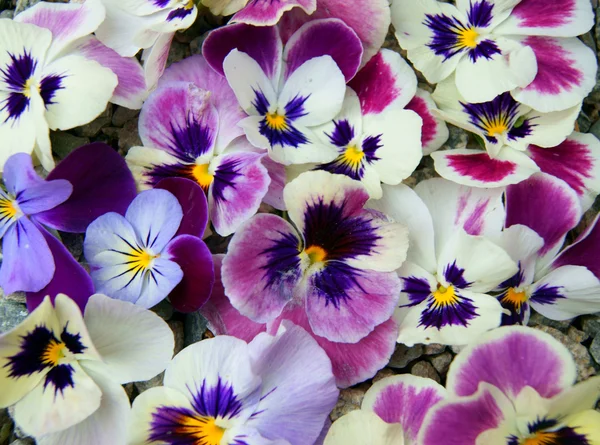 Flower Pansy — Stock Photo, Image