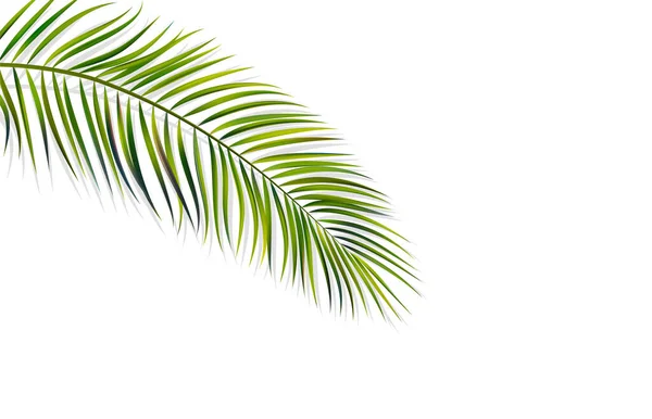 Зеленый лист пальмы на белом фоне — стоковый вектор