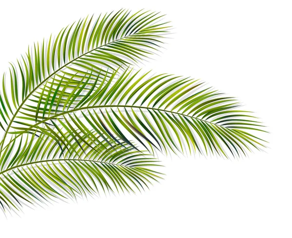 Hoja verde de palmera sobre fondo blanco — Vector de stock