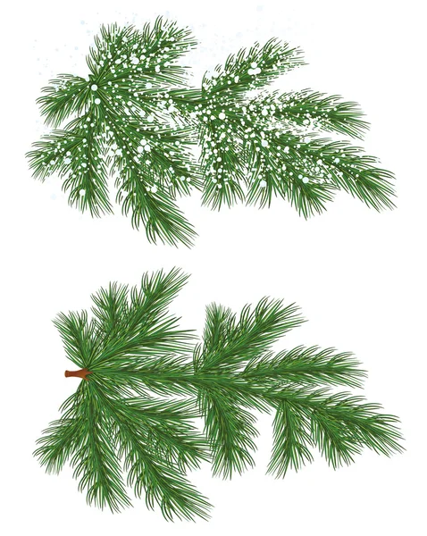 Vector geïsoleerd Pine tak met sneeuw — Stockvector