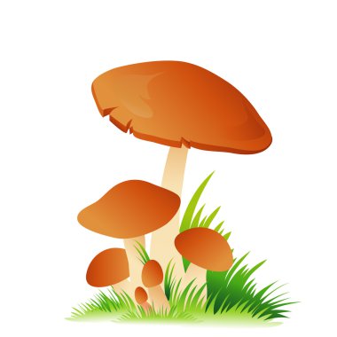 Edible mushroom porcini with grass on white background