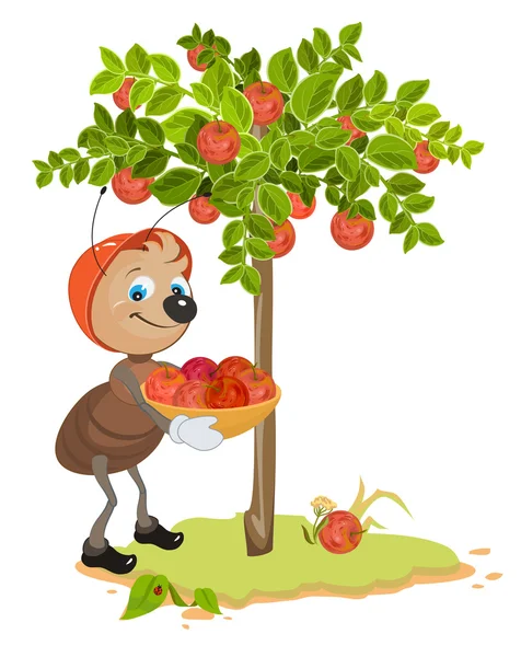 Ant Gardener gather apples. Apple tree and red ripe apples. Orchard — Stock Vector