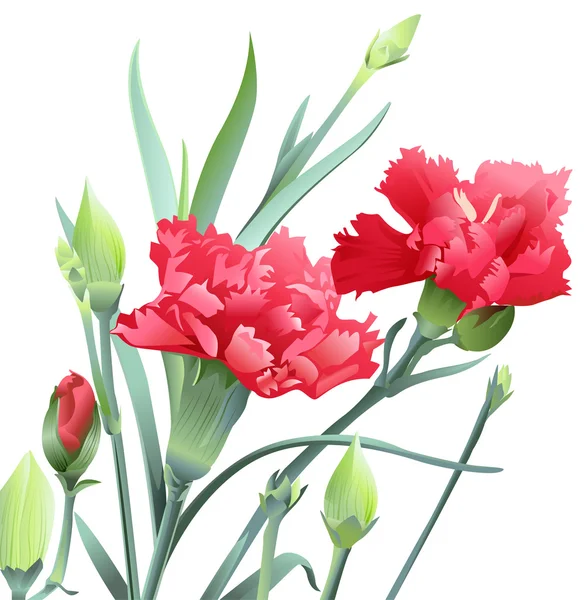 Boeket van carnation bloemen geïsoleerd op witte achtergrond — Stockvector