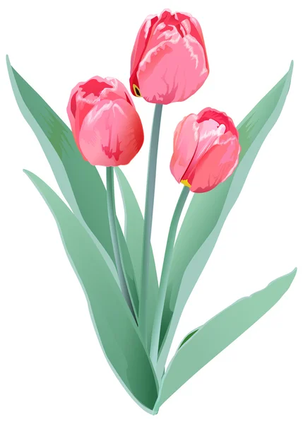 Drie rode tulpen. Tulip bloem — Stockvector