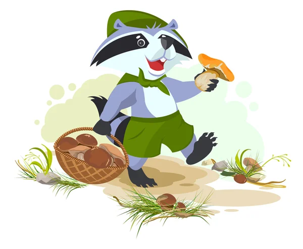 Raccoon scout collects mushrooms. Mushroomer picker with basket — Stock Vector