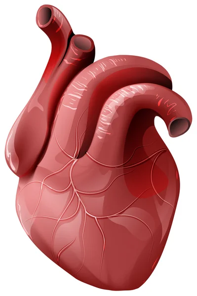 Realistisches menschliches Herz. Gesundes inneres Organ — Stockvektor