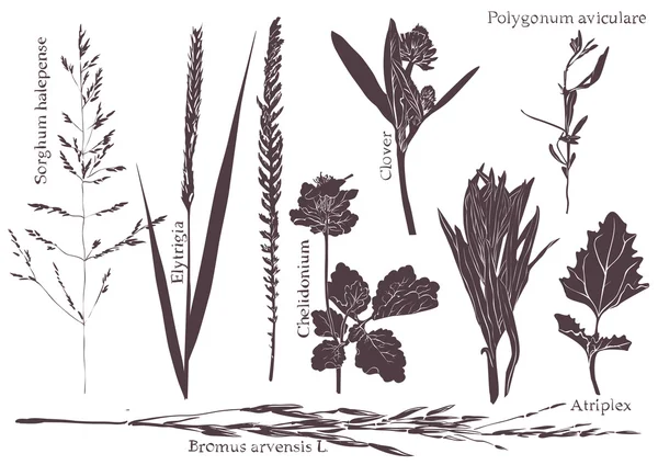 Définir herbe de prairie de feuilles — Image vectorielle