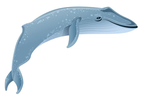 Mavi balina Deniz memelileri. Mavi balina dünya üzerindeki en büyük hayvandır — Stok Vektör