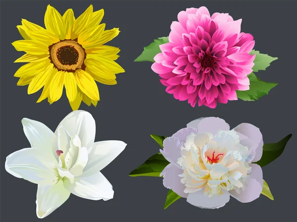 Set Flowers on black background. Sunflower, dahlia, white lily and peony — Stock Vector