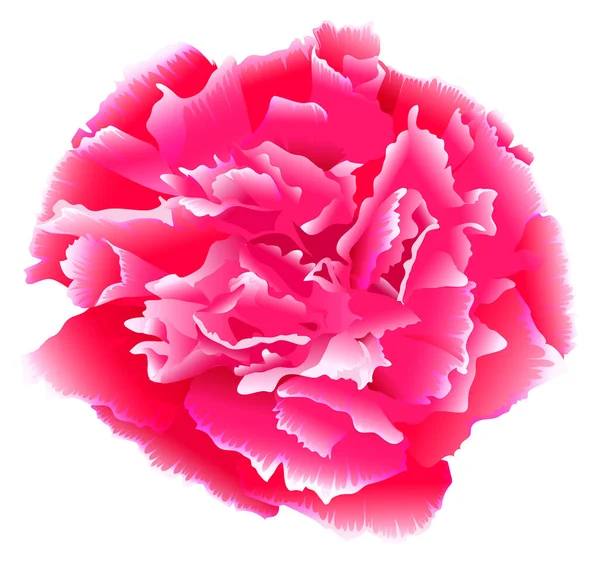 One pink carnation flower blooming bud isolated on white — Stock Vector