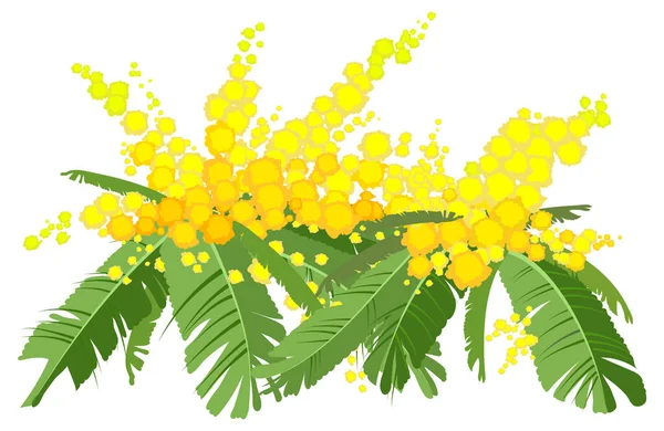 Gul mimosa frodig bukett. Acacia blomma symbol womens dag — Stock vektor