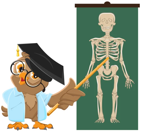 Profesor de búho. Lección de Anatomía, el estudio del esqueleto humano — Vector de stock