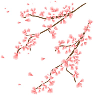 Sakura çiçek şube