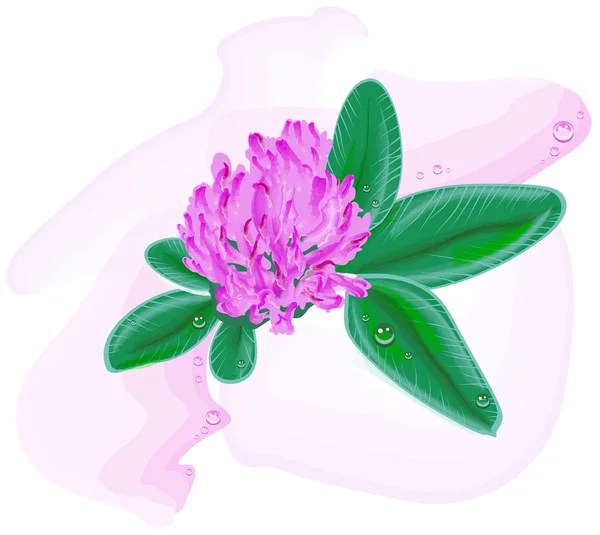 Clover flower. Watercolor painting — 图库矢量图片