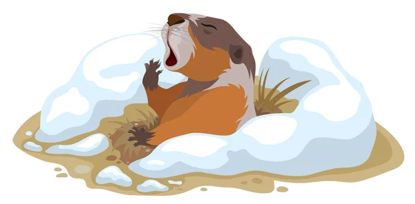 Groundhog Day. Marmot climbed out of hole and yawns — Stock Vector