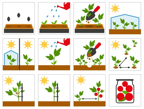 Creciendo sedantes. Plántulas agrícolas. Ingeniería agrícola — Vector de stock