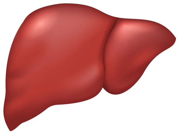 Печінка здорової людини — стоковий вектор