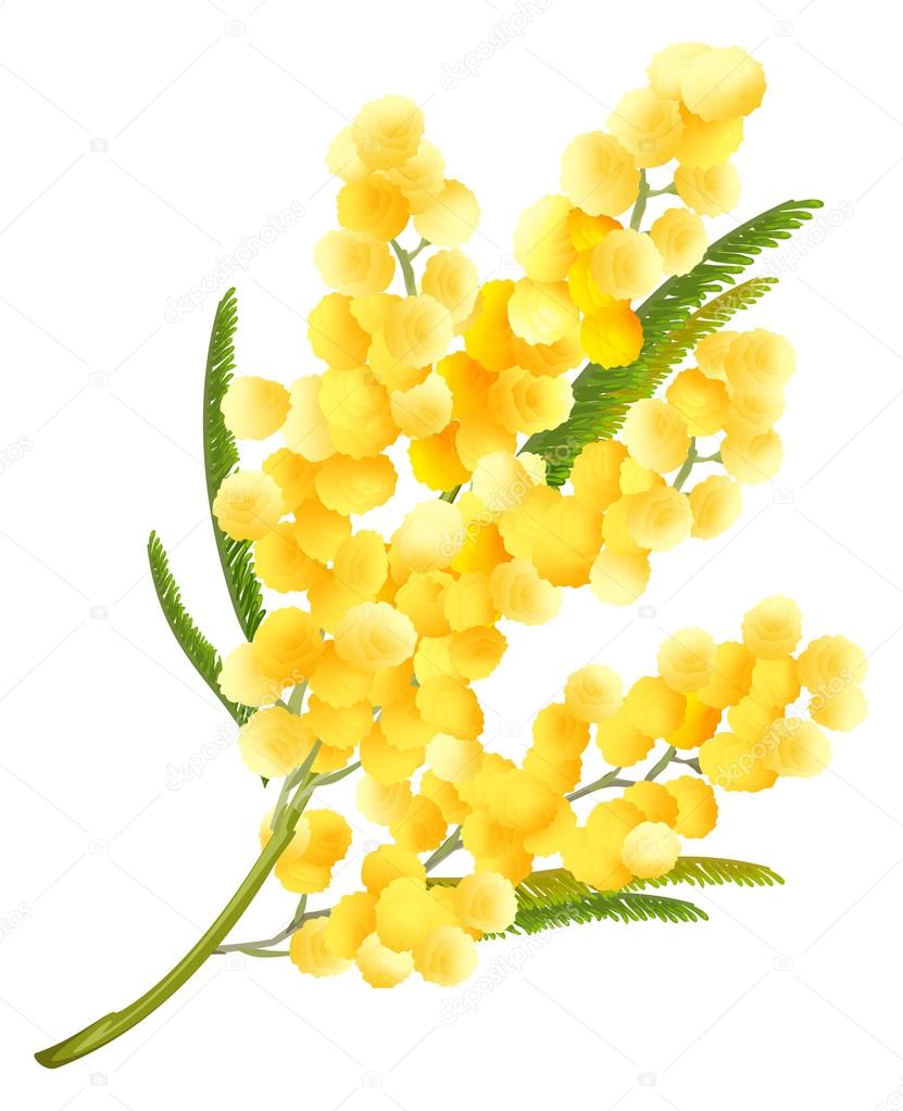 Yellow mimosa flower. Acacia flower symbol of Womens Day Stock Vector Image  by ©orensila #99871972
